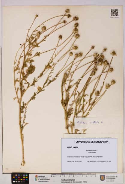 Anthemis cotula [Espécimen: UDEC:CONC:0100570]