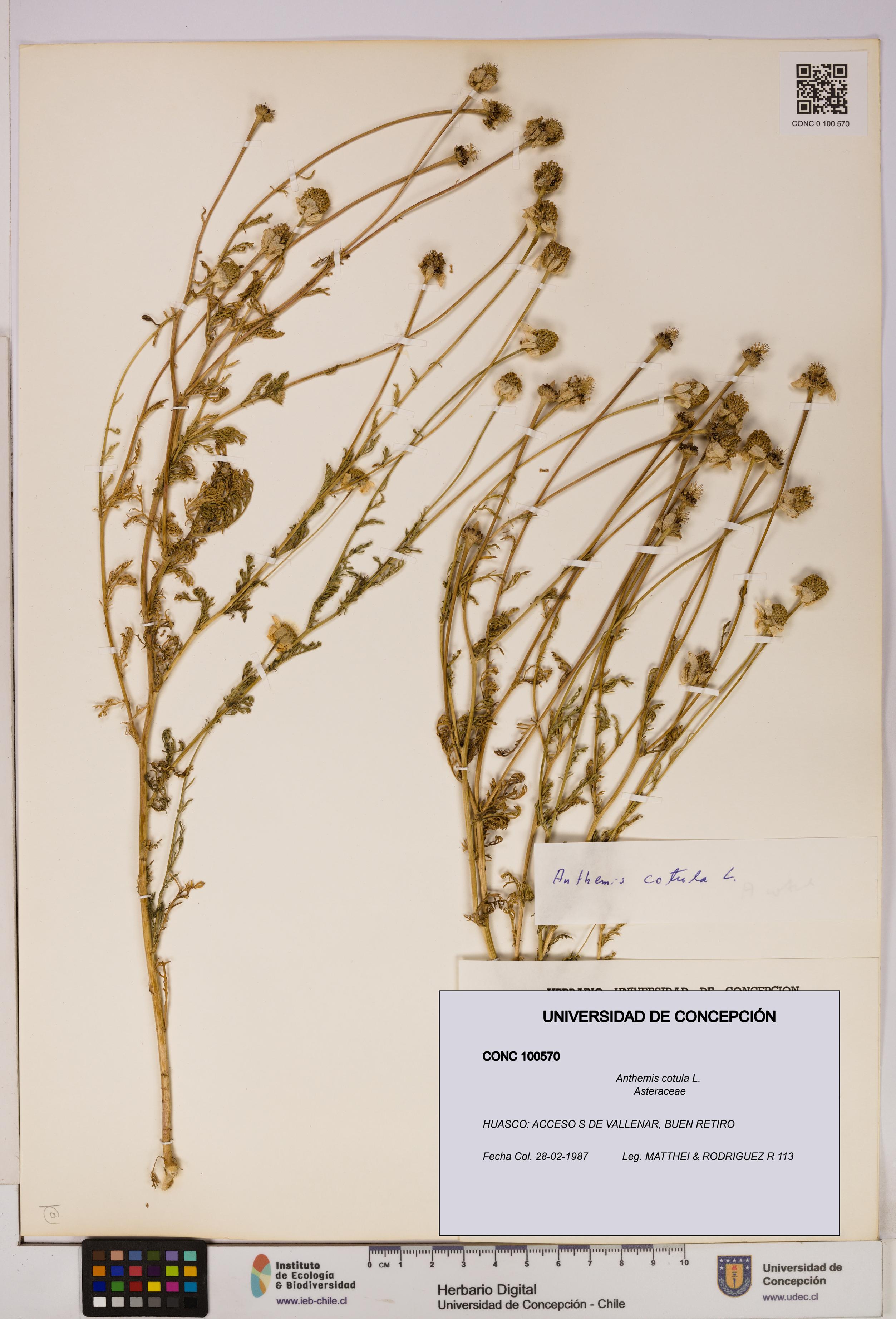Anthemis cotula [Espécimen: UDEC:CONC:0100570]