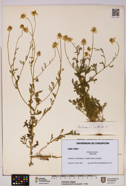 Anthemis cotula [Espécimen: UDEC:CONC:0100571]