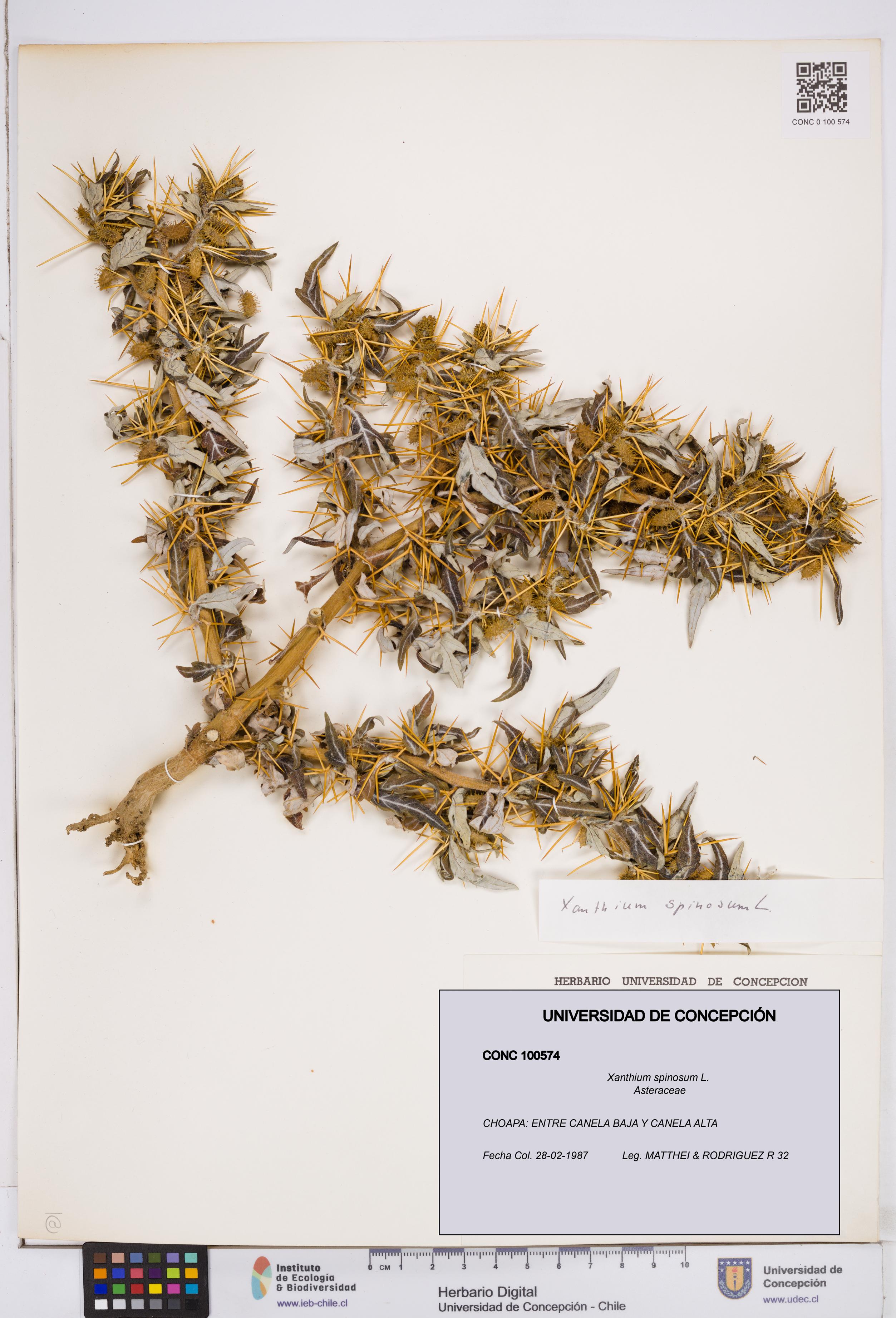 Xanthium spinosum [Espécimen: ]
