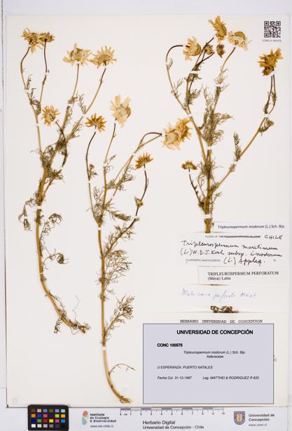 Tripleurospermum inodorum [Espécimen: ]
