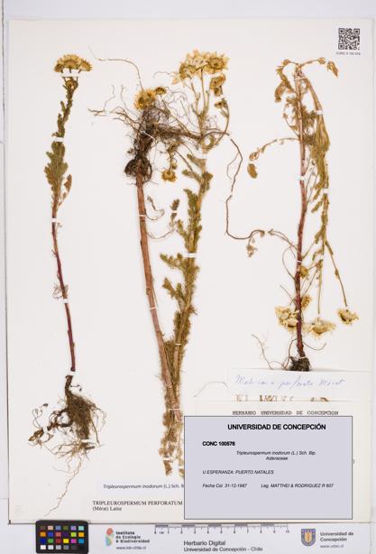 Tripleurospermum inodorum [Espécimen: ]