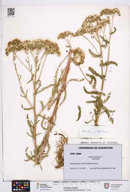 Achillea millefolium [Espécimen: ]