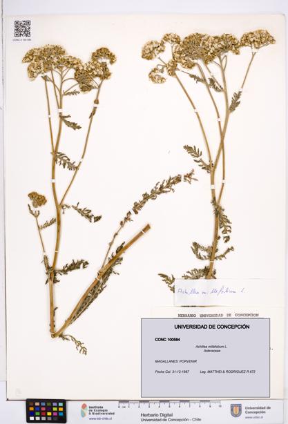 Achillea millefolium [Espécimen: ]