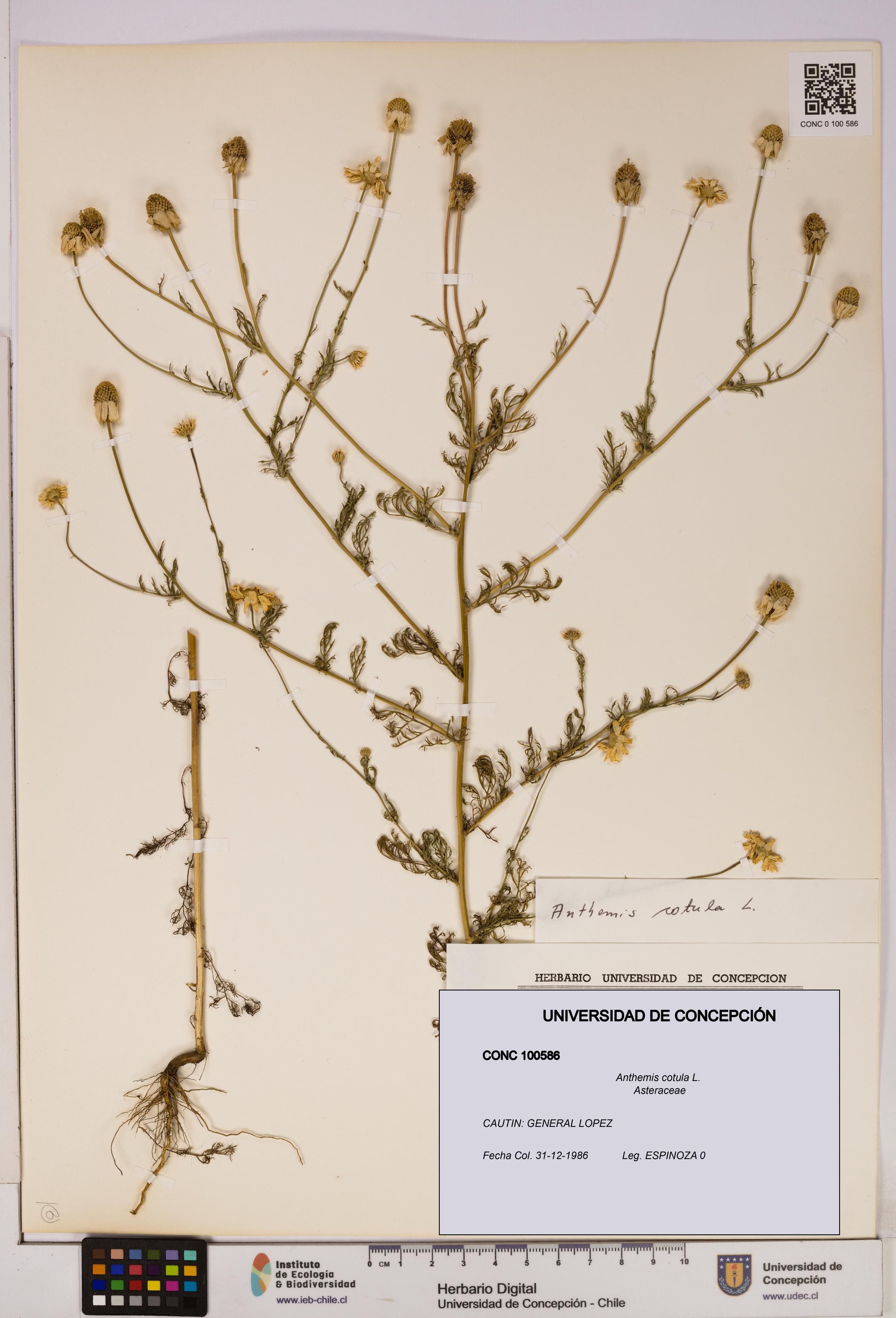 Anthemis cotula [Espécimen: UDEC:CONC:0100586]