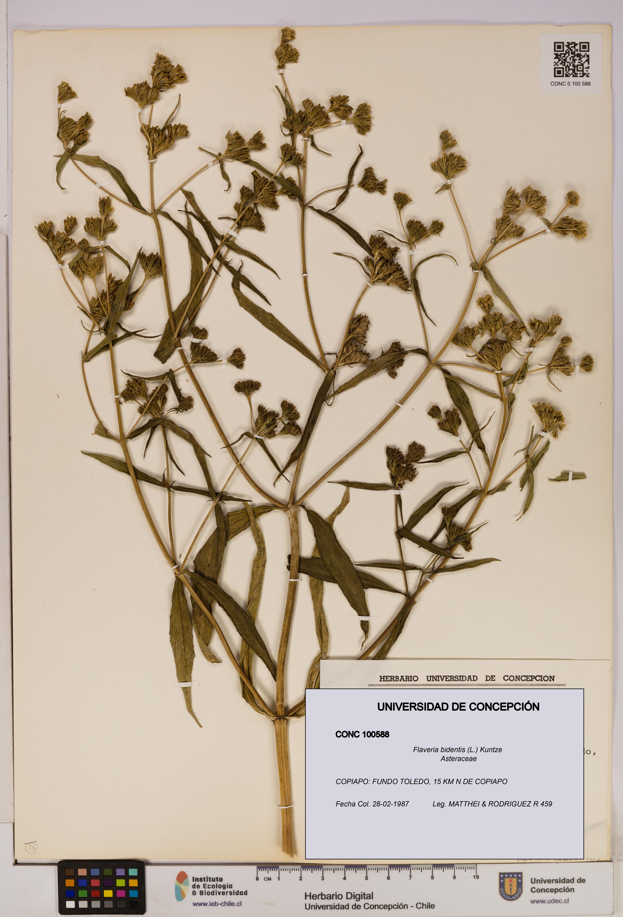 Flaveria bidentis [Espécimen: UDEC:CONC:0100588]