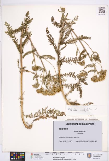 Achillea millefolium [Espécimen: ]