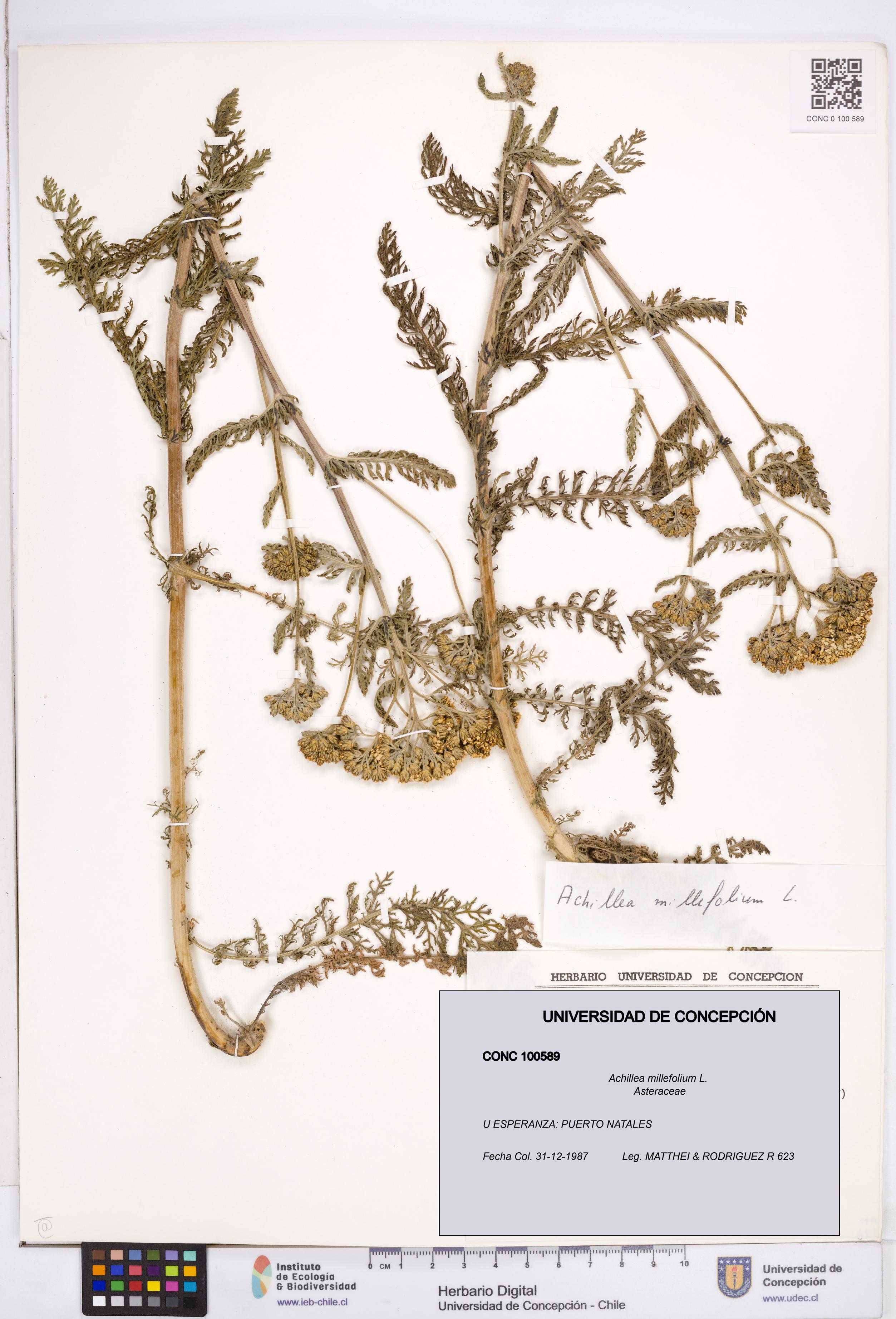 Achillea millefolium [Espécimen: ]