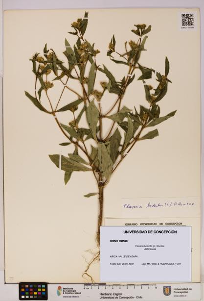 Flaveria bidentis [Espécimen: UDEC:CONC:0100590]