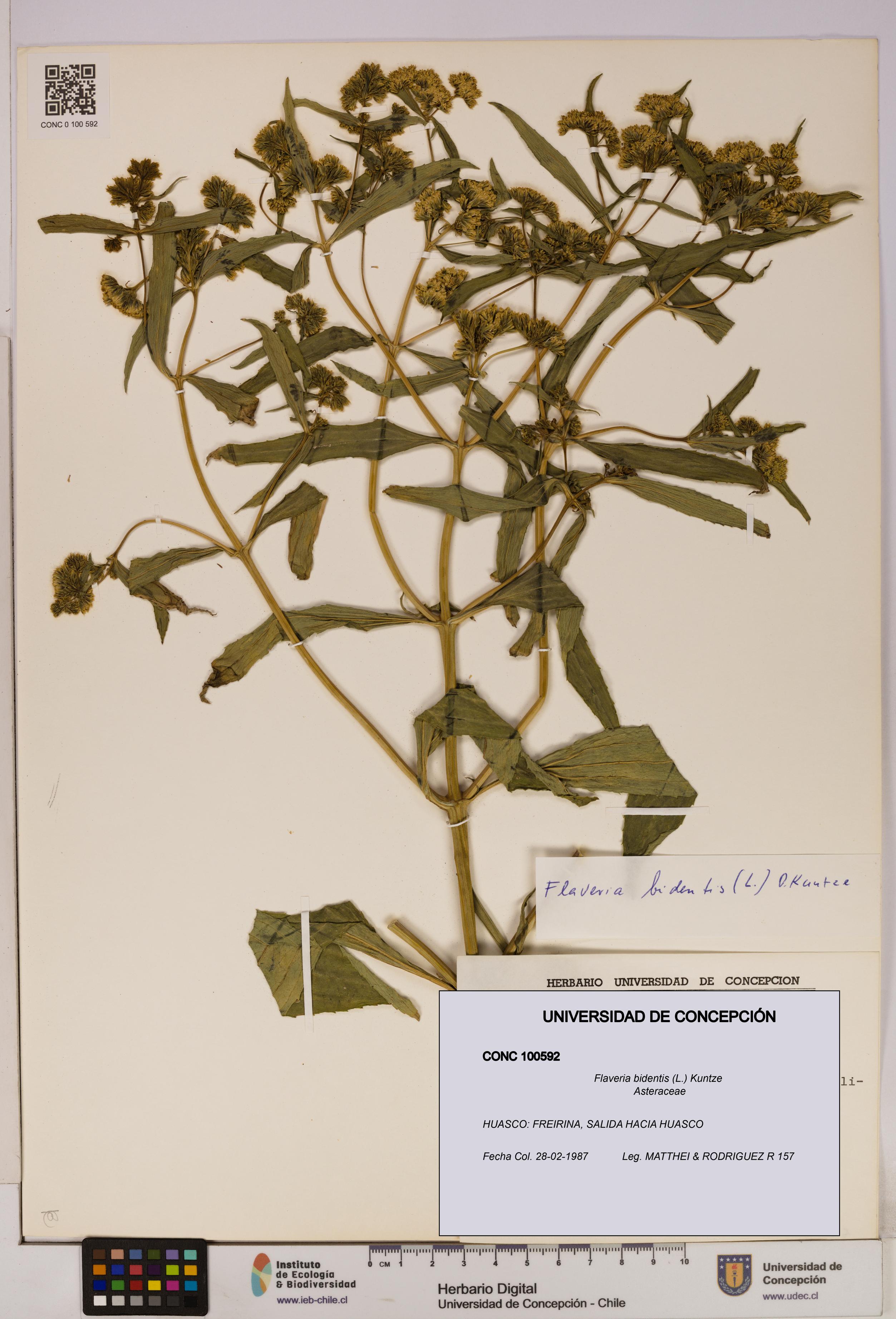 Flaveria bidentis [Espécimen: UDEC:CONC:0100592]
