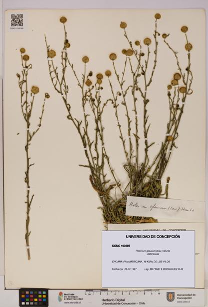 Helenium glaucum [Espécimen: UDEC:CONC:0100595]