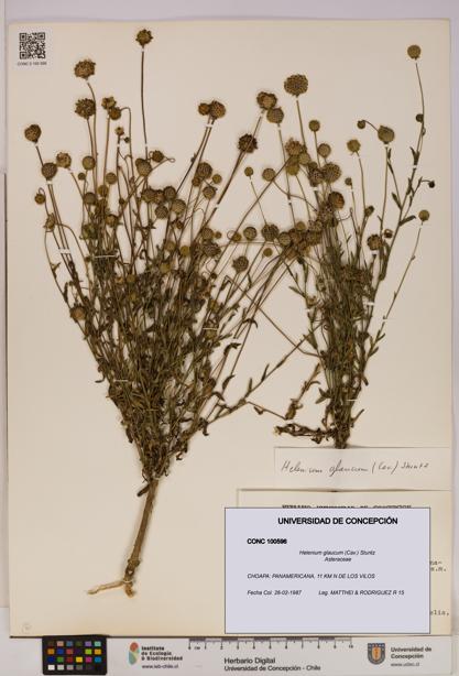 Helenium glaucum [Espécimen: UDEC:CONC:0100596]