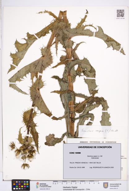 Sonchus asper [Espécimen: ]