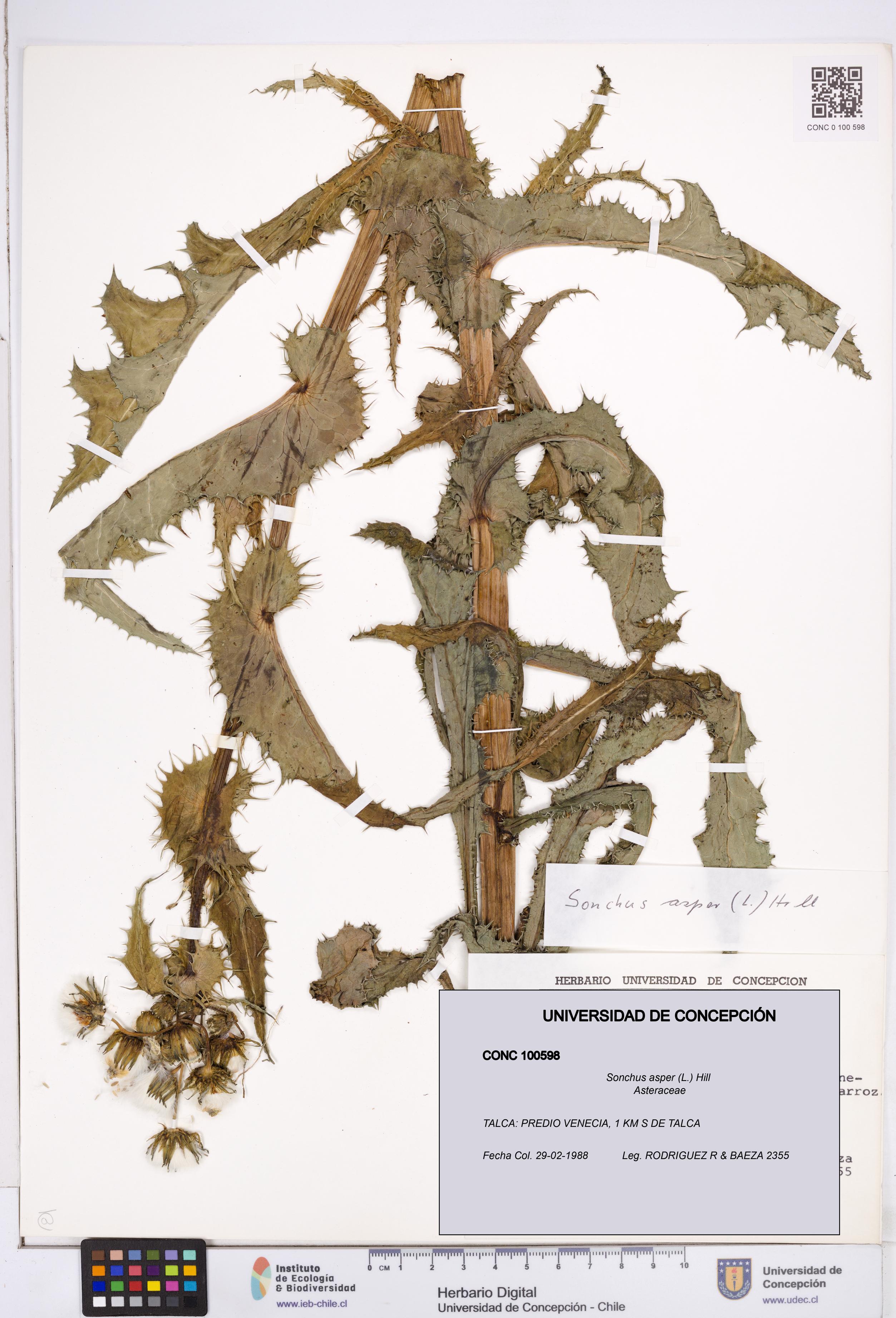 Sonchus asper [Espécimen: ]