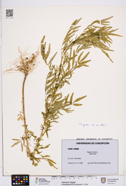 Tagetes minuta [Espécimen: ]