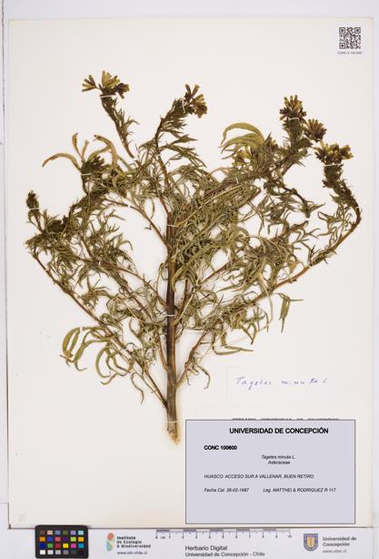 Tagetes minuta [Espécimen: ]