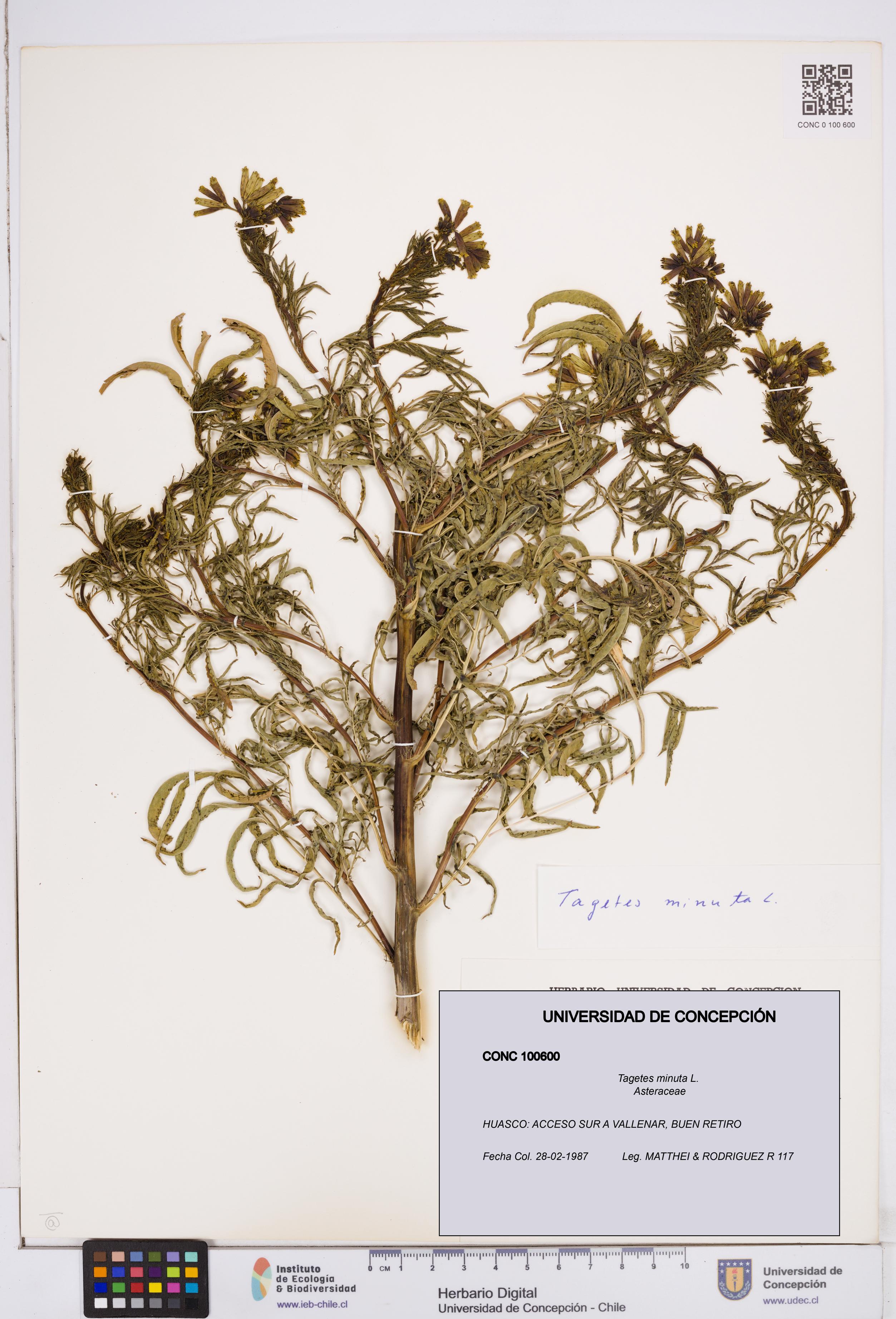 Tagetes minuta [Espécimen: ]