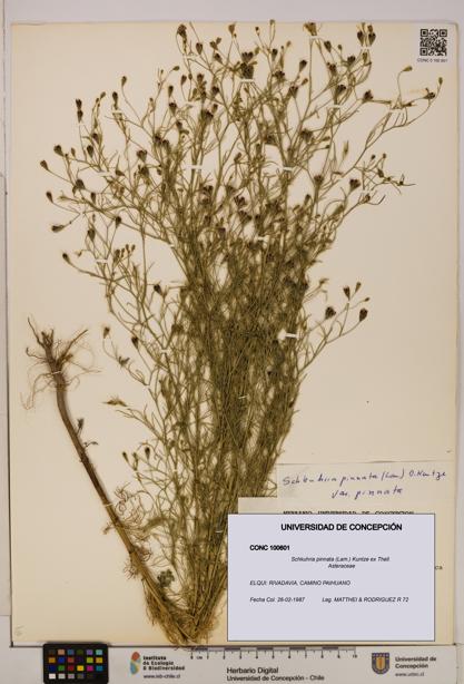 Schkuhria pinnata [Espécimen: UDEC:CONC:0100601]