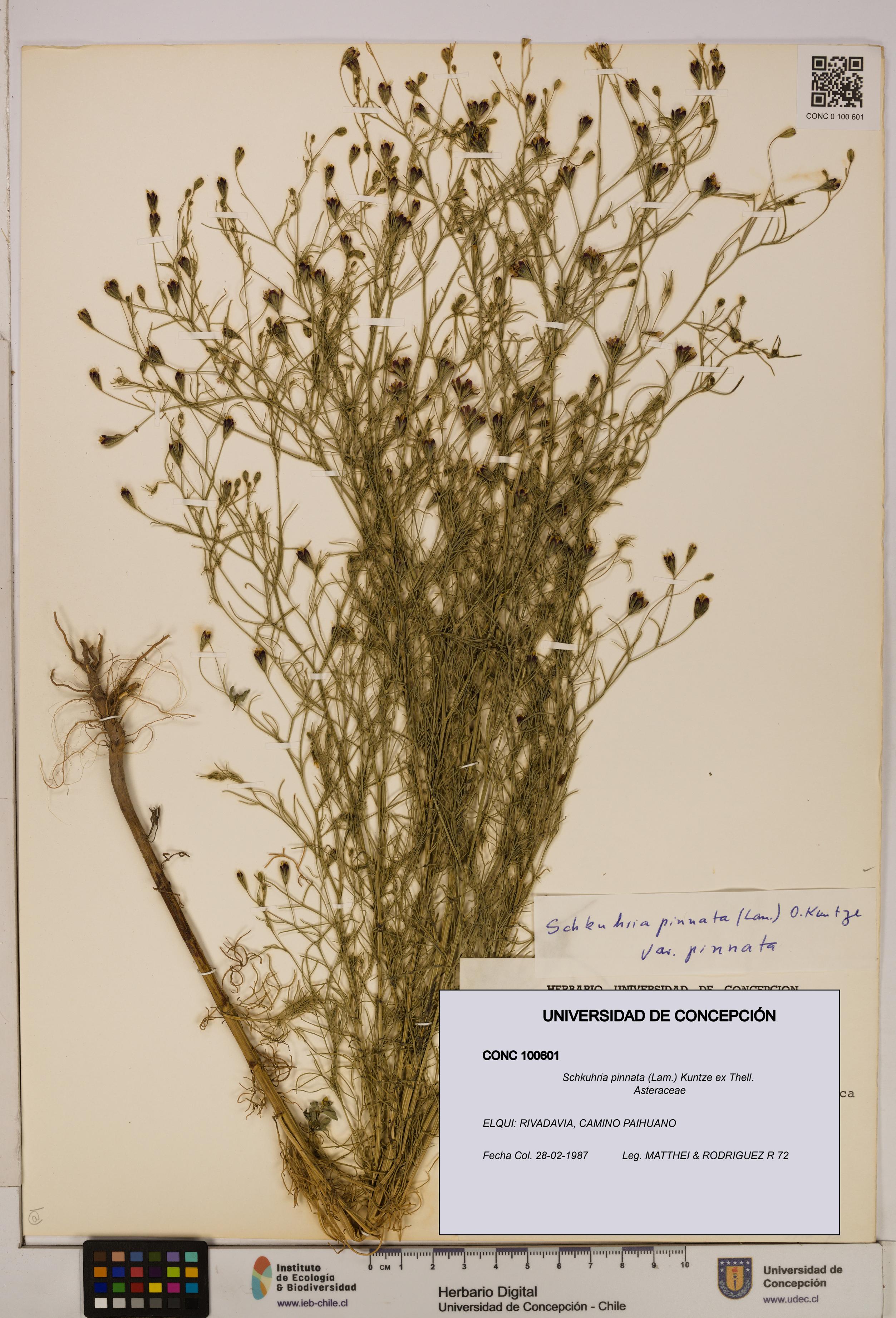 Schkuhria pinnata [Espécimen: UDEC:CONC:0100601]