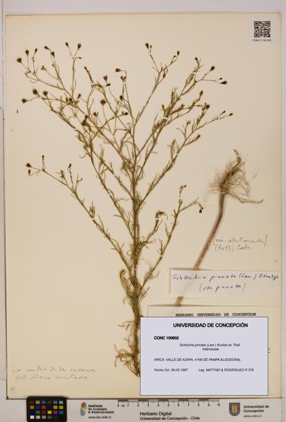 Schkuhria pinnata [Espécimen: UDEC:CONC:0100602]