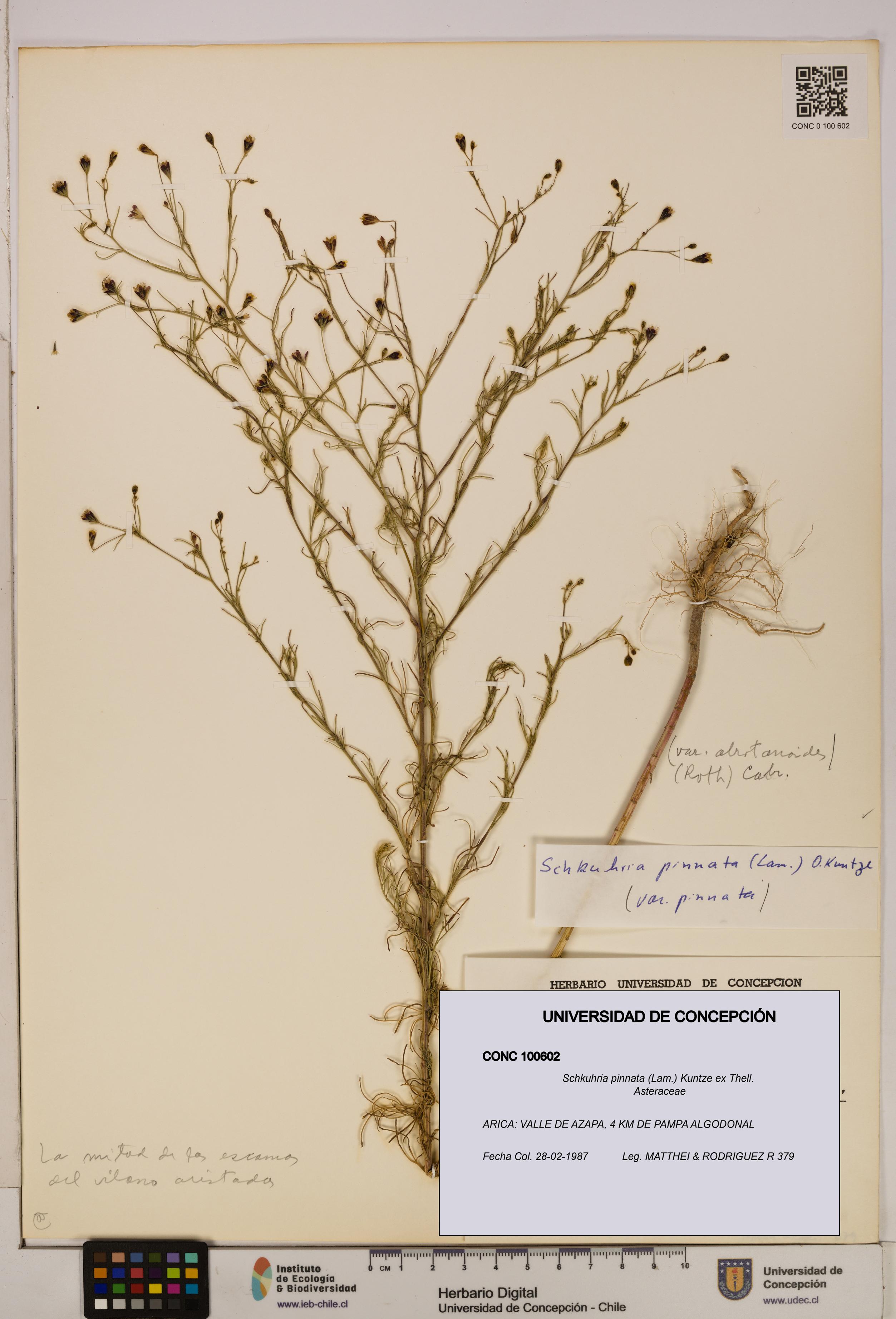 Schkuhria pinnata [Espécimen: UDEC:CONC:0100602]