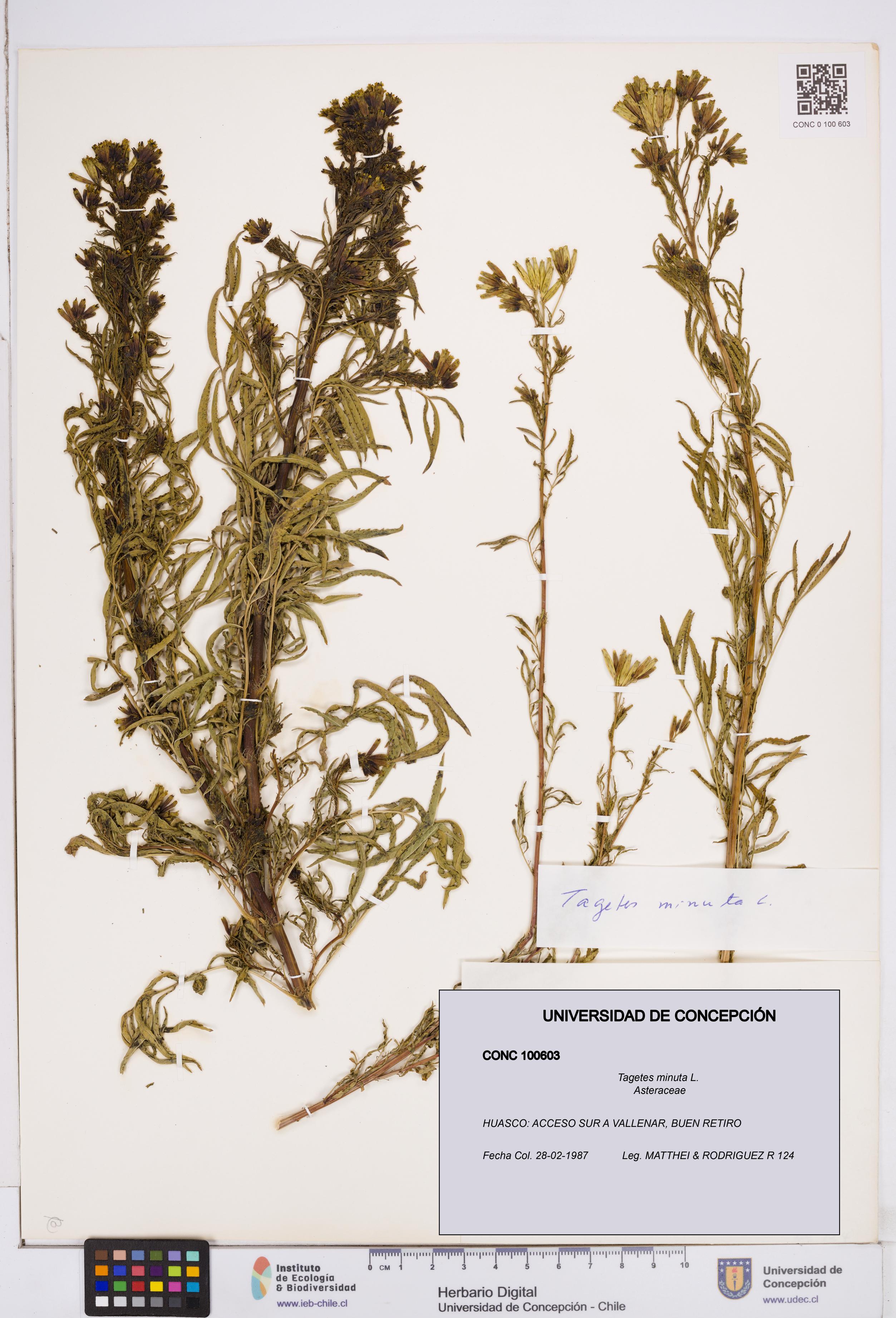 Tagetes minuta [Espécimen: ]