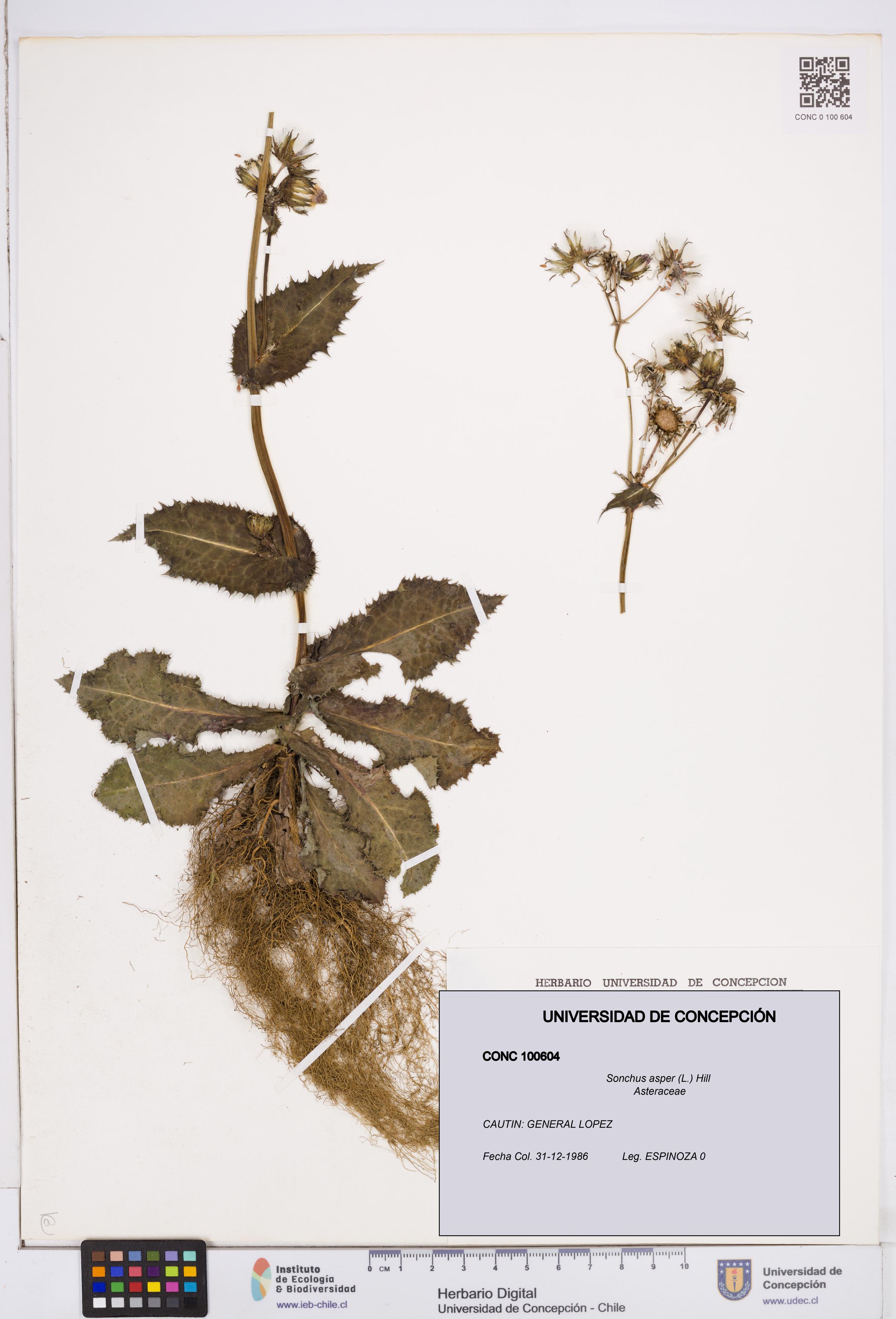 Sonchus asper [Espécimen: ]