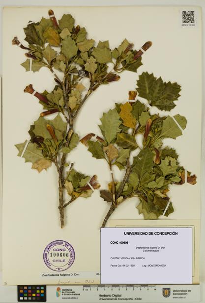 Desfontainia fulgens [Espécimen: UDEC:CONC:0100606]
