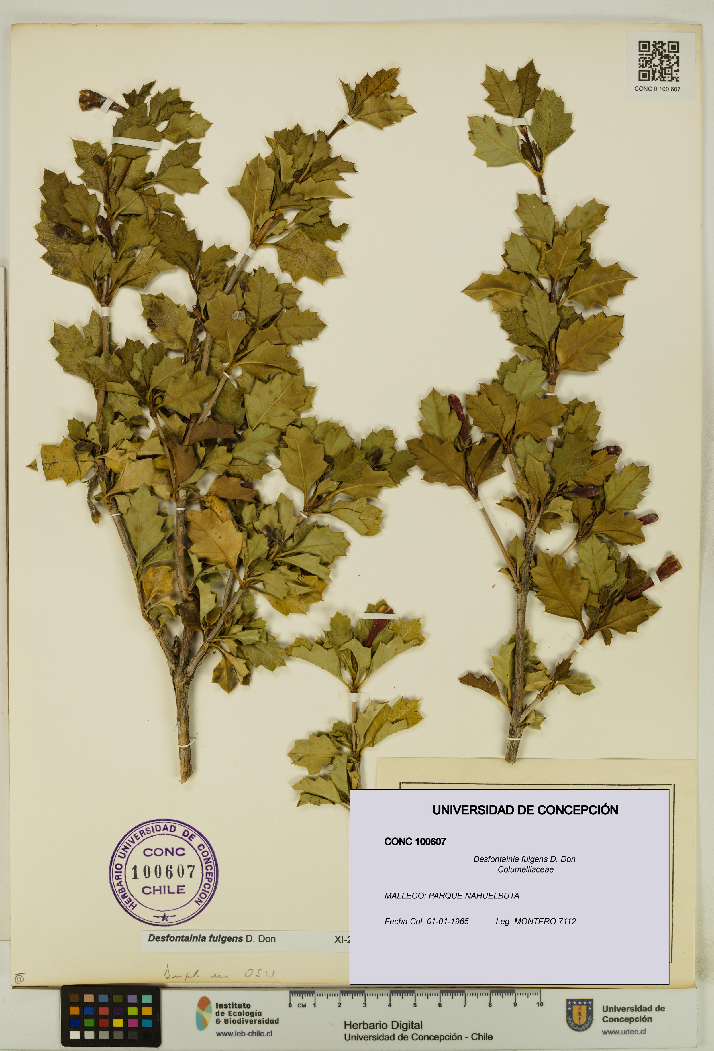 Desfontainia fulgens [Espécimen: UDEC:CONC:0100607]