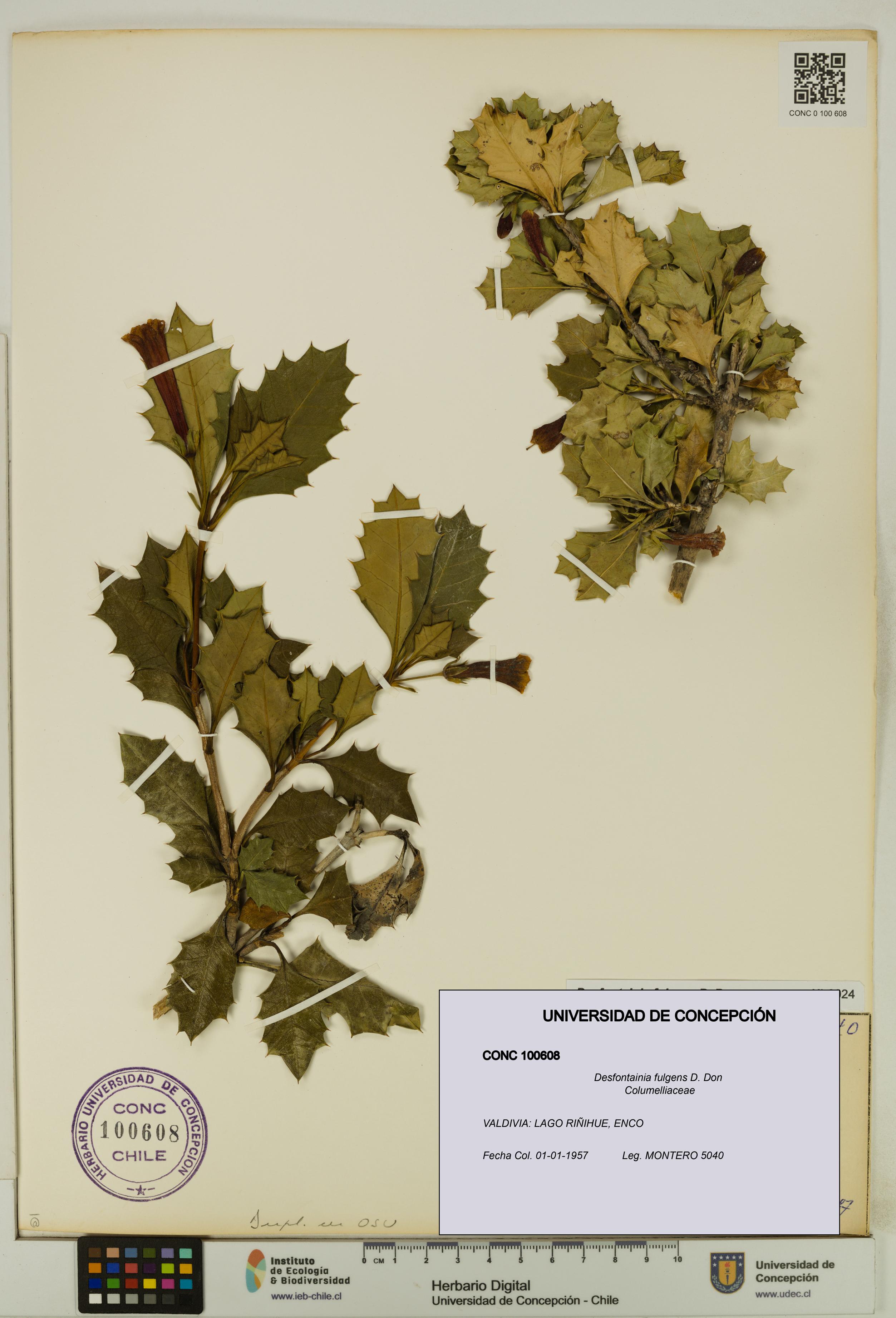 Desfontainia fulgens [Espécimen: UDEC:CONC:0100608]