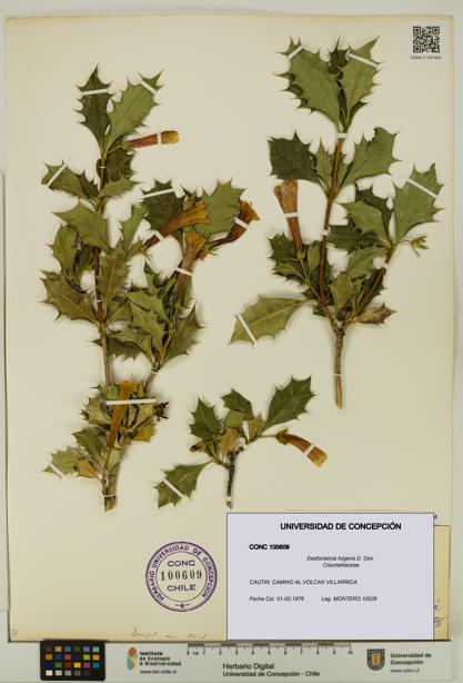 Desfontainia fulgens [Espécimen: UDEC:CONC:0100609]