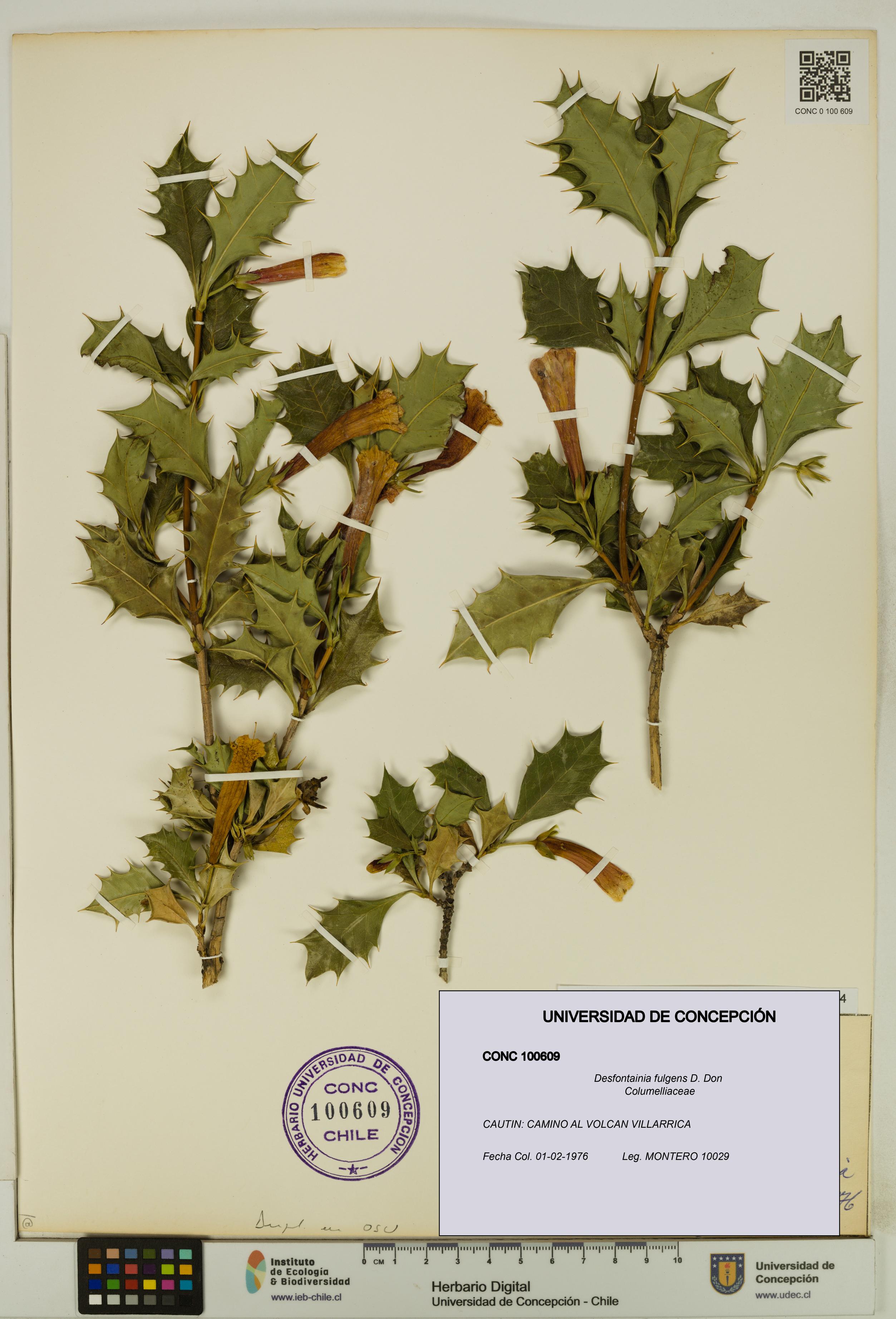 Desfontainia fulgens [Espécimen: UDEC:CONC:0100609]