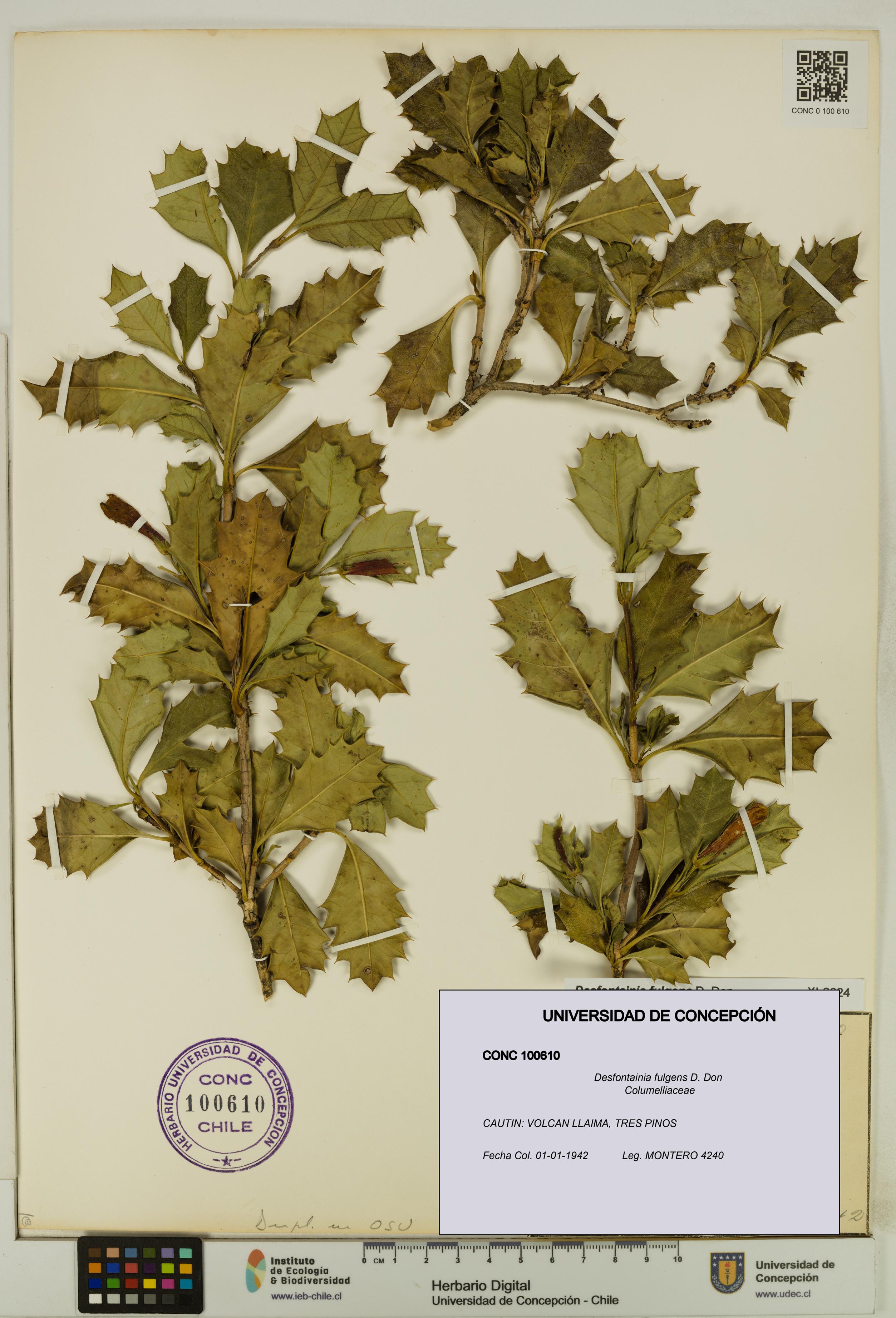Desfontainia fulgens [Espécimen: UDEC:CONC:0100610]