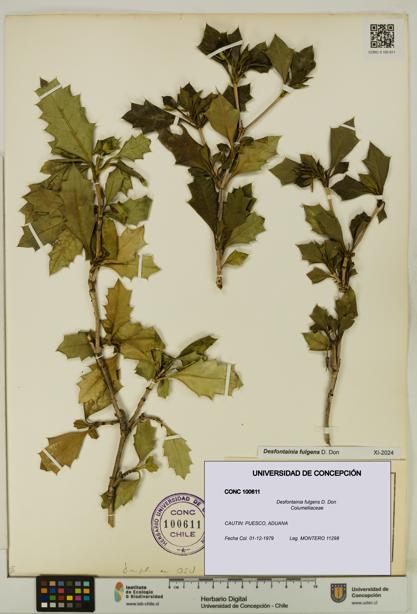 Desfontainia fulgens [Espécimen: UDEC:CONC:0100611]