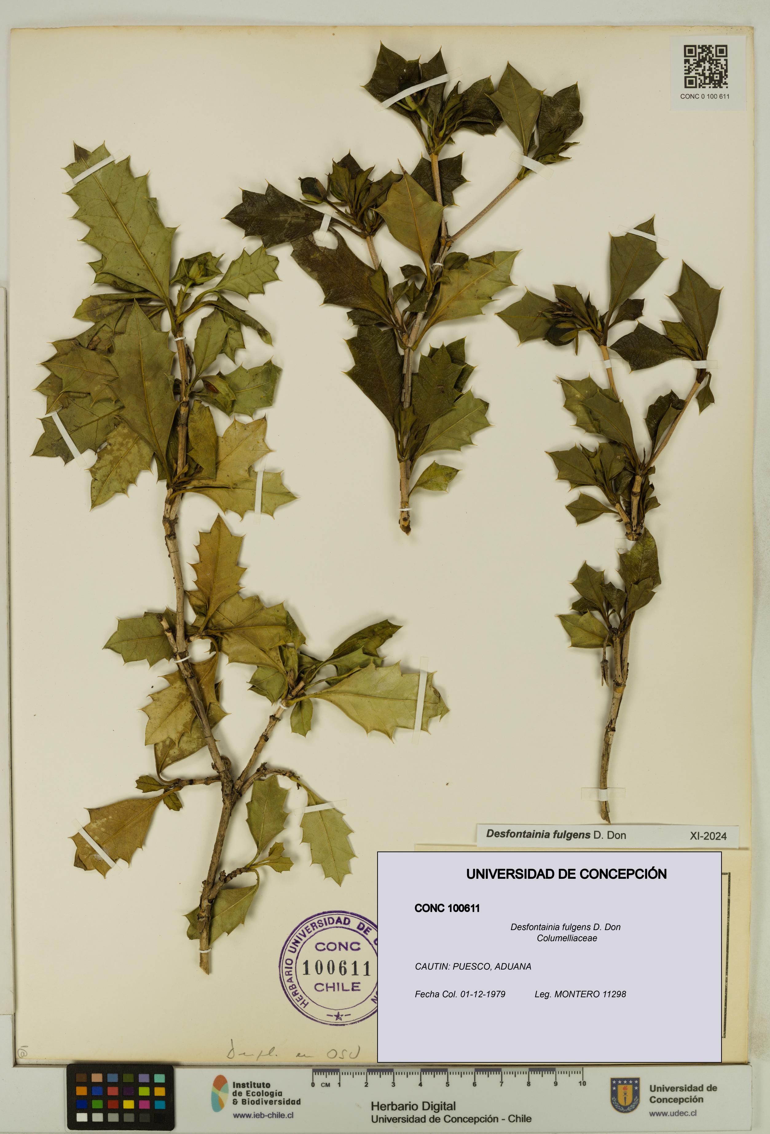 Desfontainia fulgens [Espécimen: UDEC:CONC:0100611]