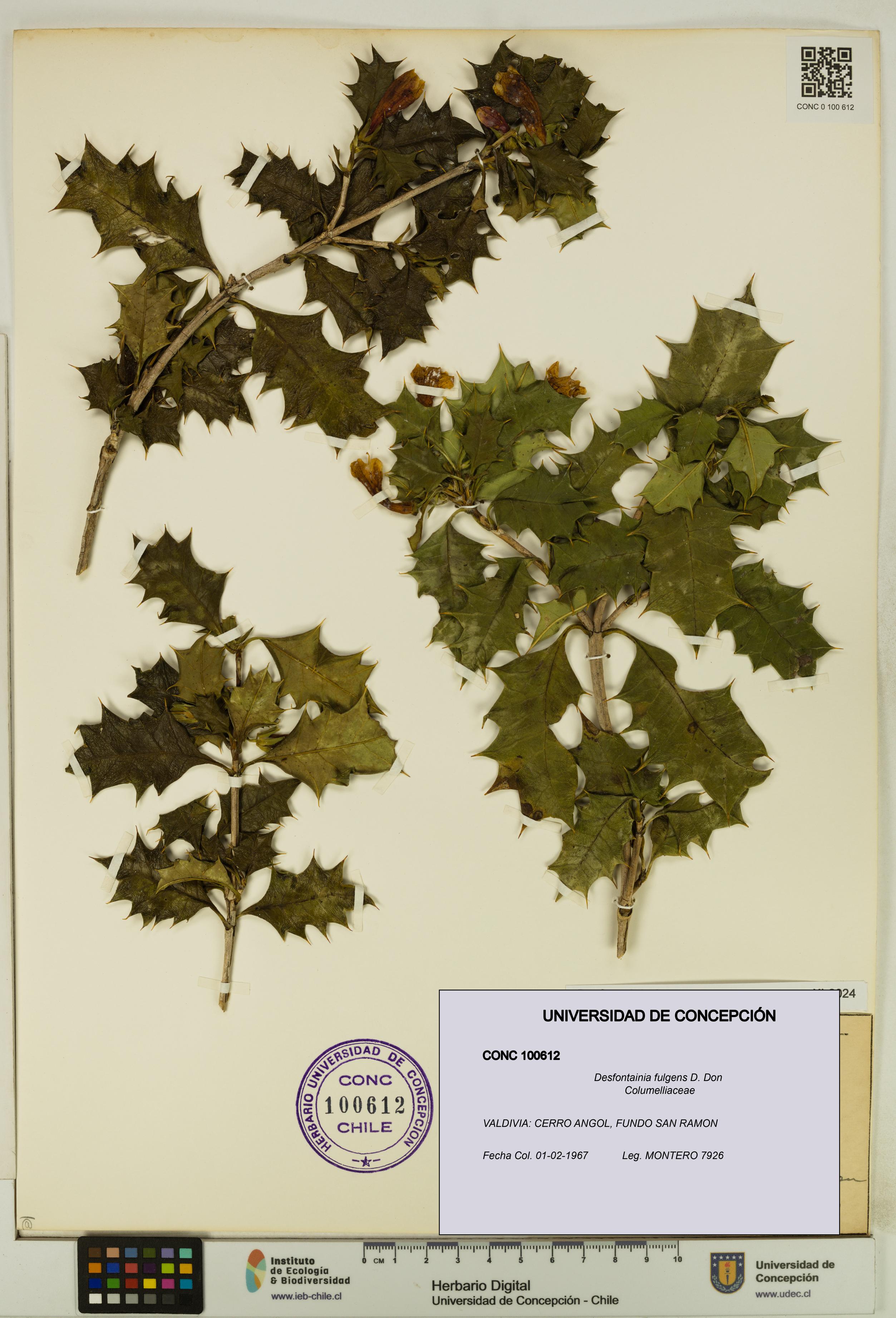 Desfontainia fulgens [Espécimen: UDEC:CONC:0100612]
