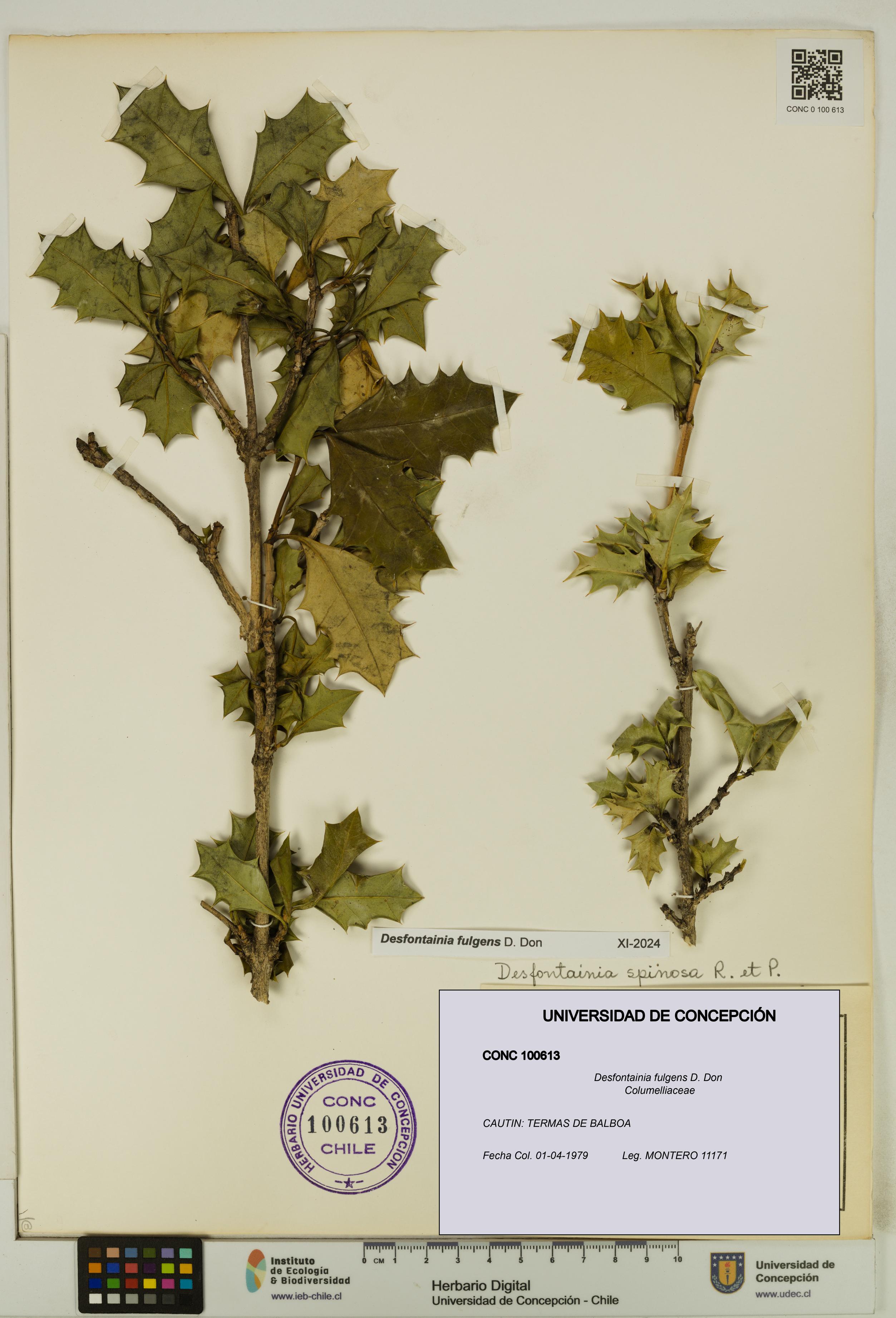 Desfontainia fulgens [Espécimen: UDEC:CONC:0100613]