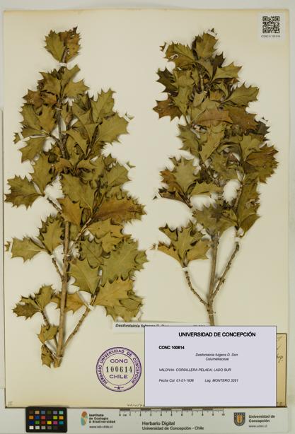 Desfontainia fulgens [Espécimen: UDEC:CONC:0100614]