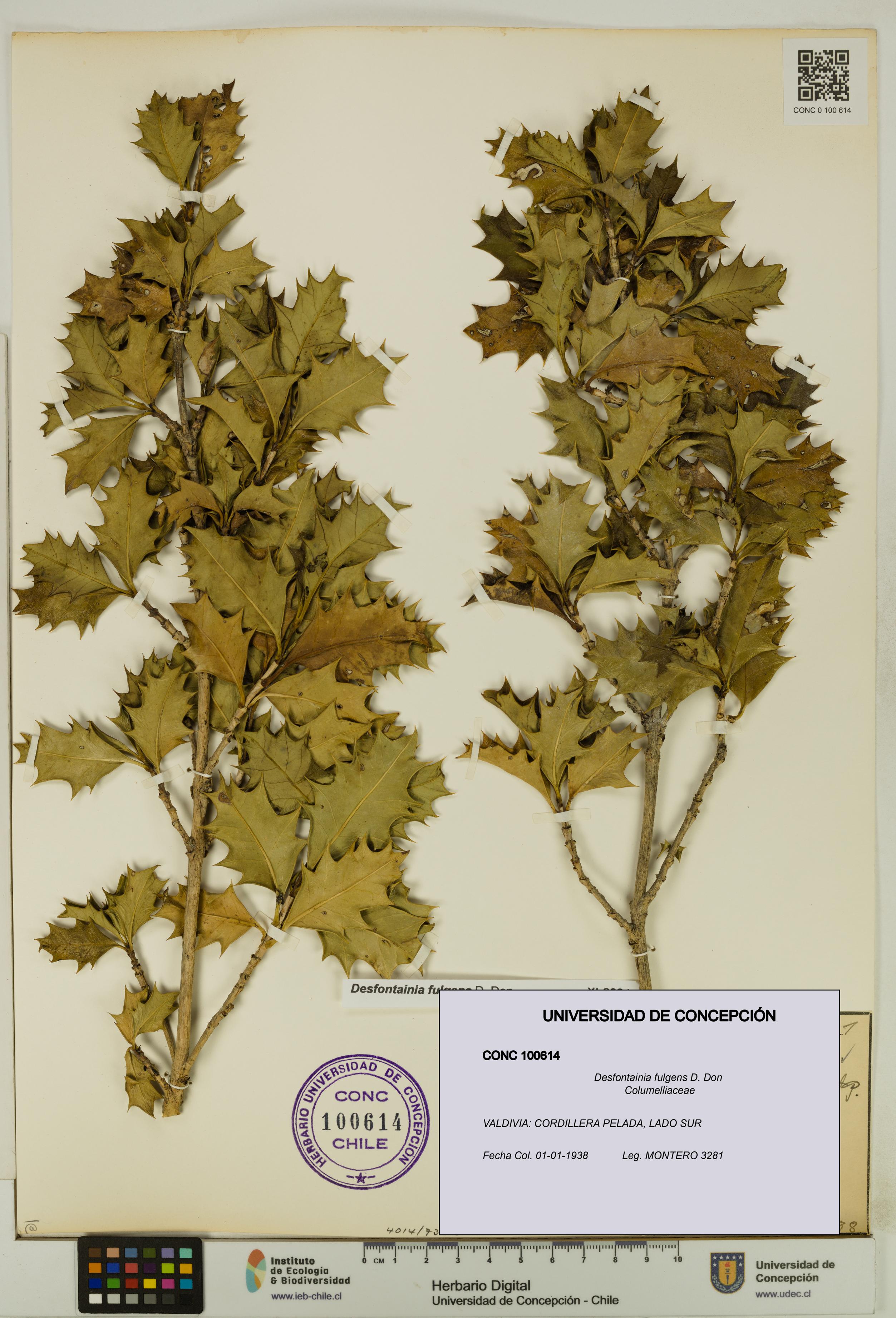 Desfontainia fulgens [Espécimen: UDEC:CONC:0100614]