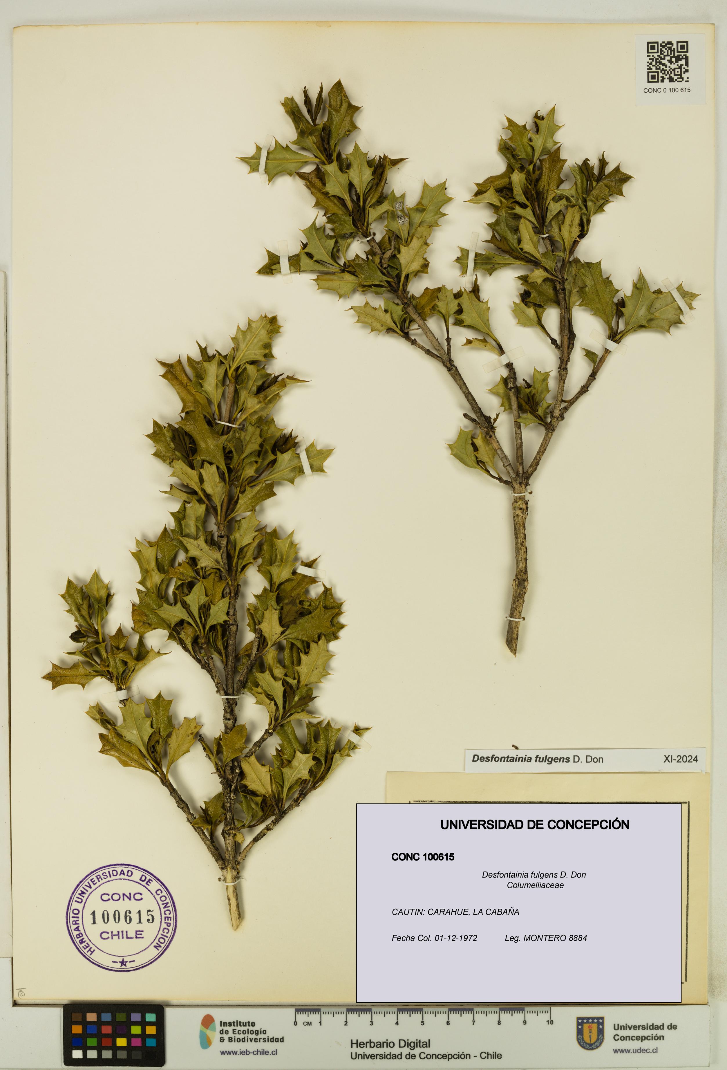 Desfontainia fulgens [Espécimen: UDEC:CONC:0100615]