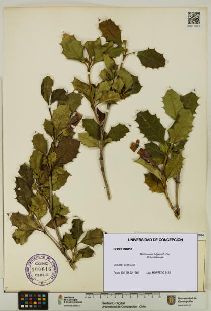 Desfontainia fulgens [Espécimen: UDEC:CONC:0100616]