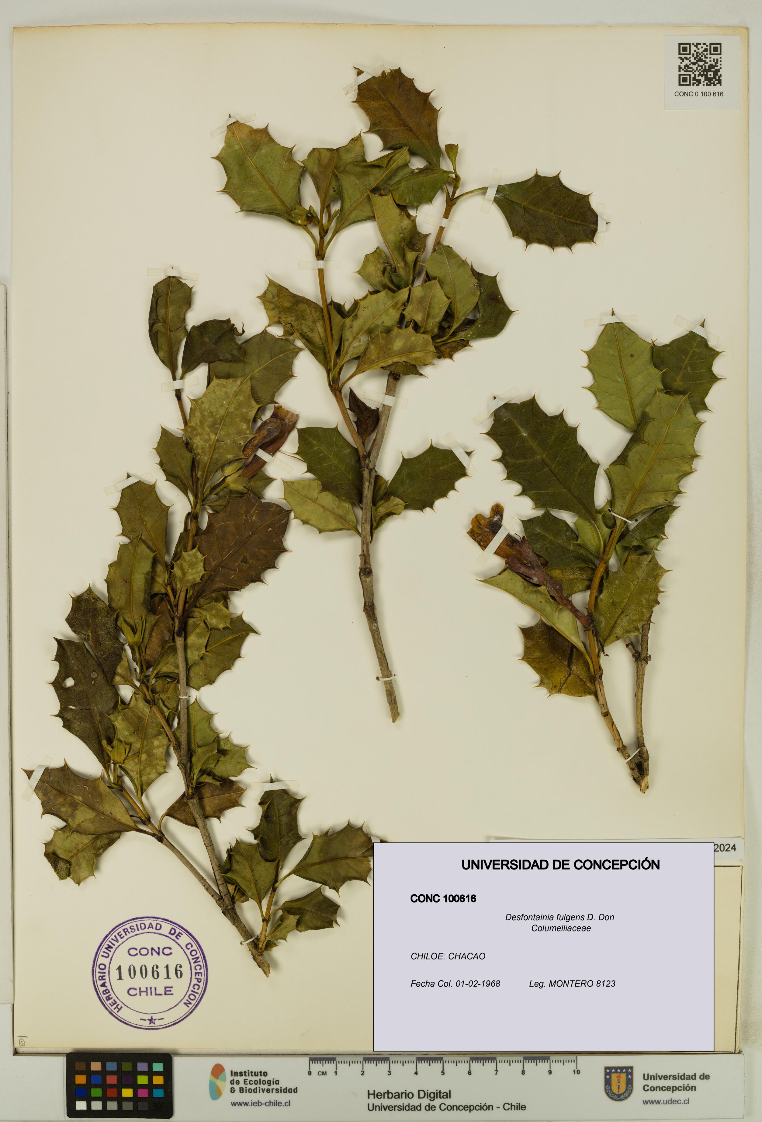 Desfontainia fulgens [Espécimen: UDEC:CONC:0100616]