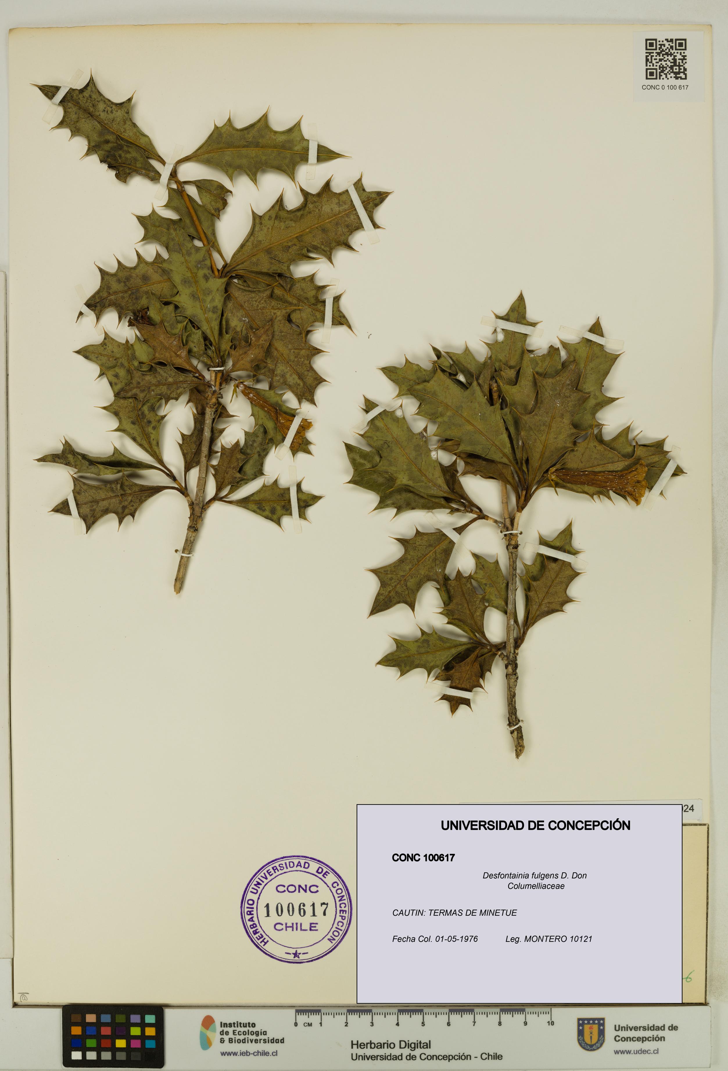 Desfontainia fulgens [Espécimen: UDEC:CONC:0100617]