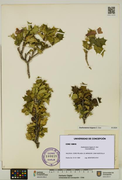 Desfontainia fulgens [Espécimen: UDEC:CONC:0100618]