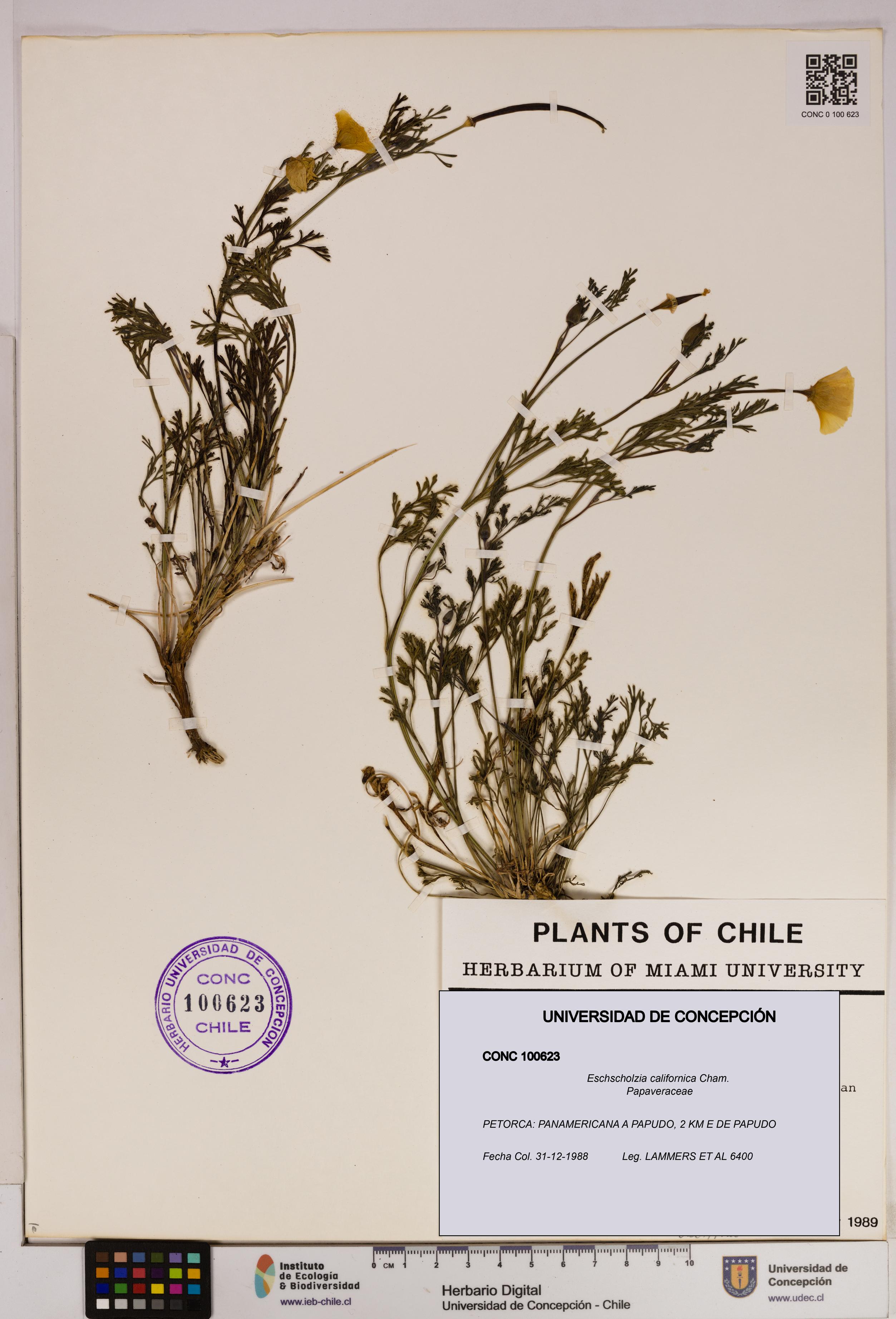 Eschscholzia californica [Espécimen: UDEC:CONC:0100623]