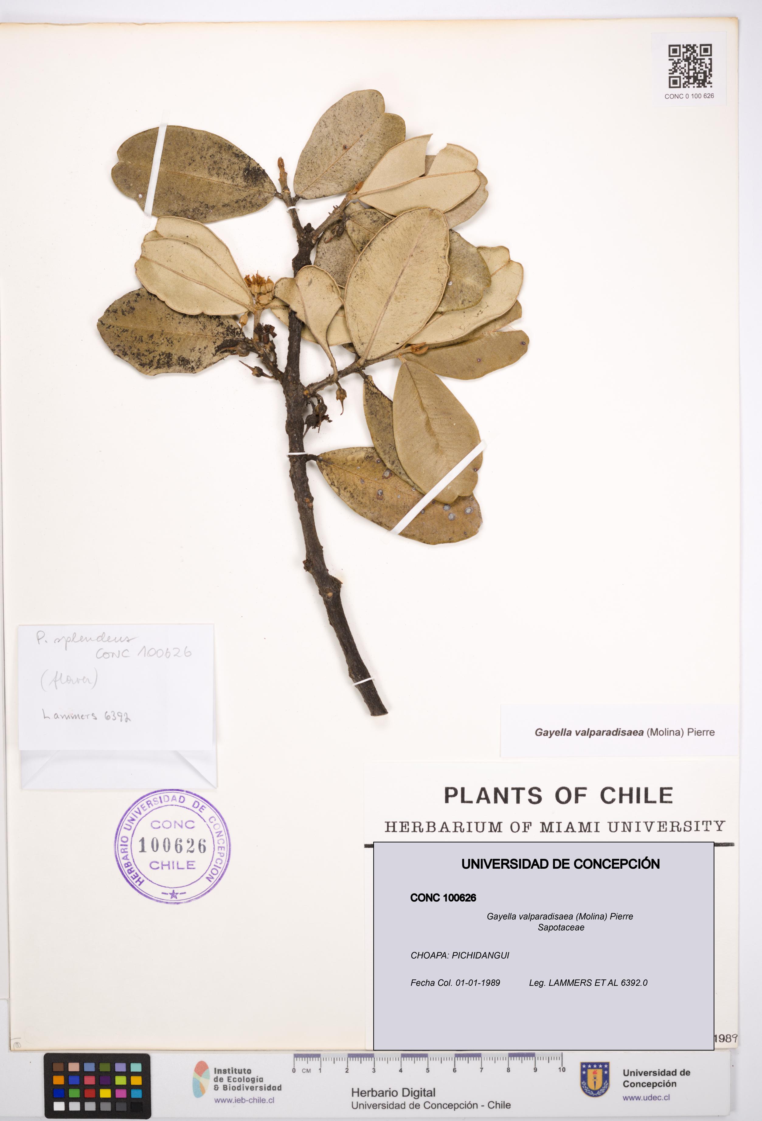 Gayella valparadisaea [Espécimen: UDEC:CONC:0100626]