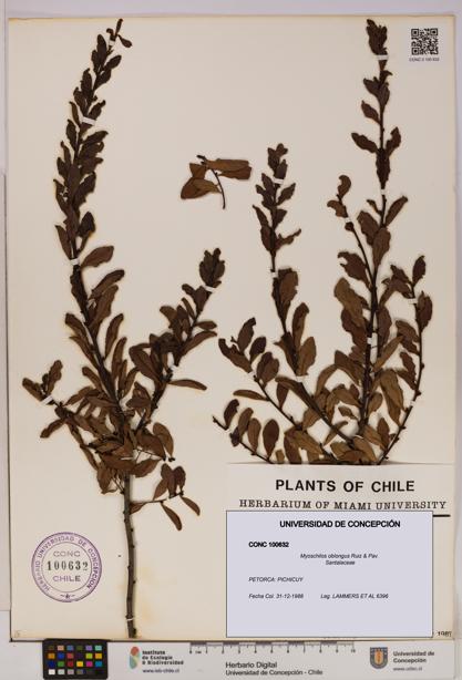 Myoschilos oblongus [Espécimen: UDEC:CONC:0100632]