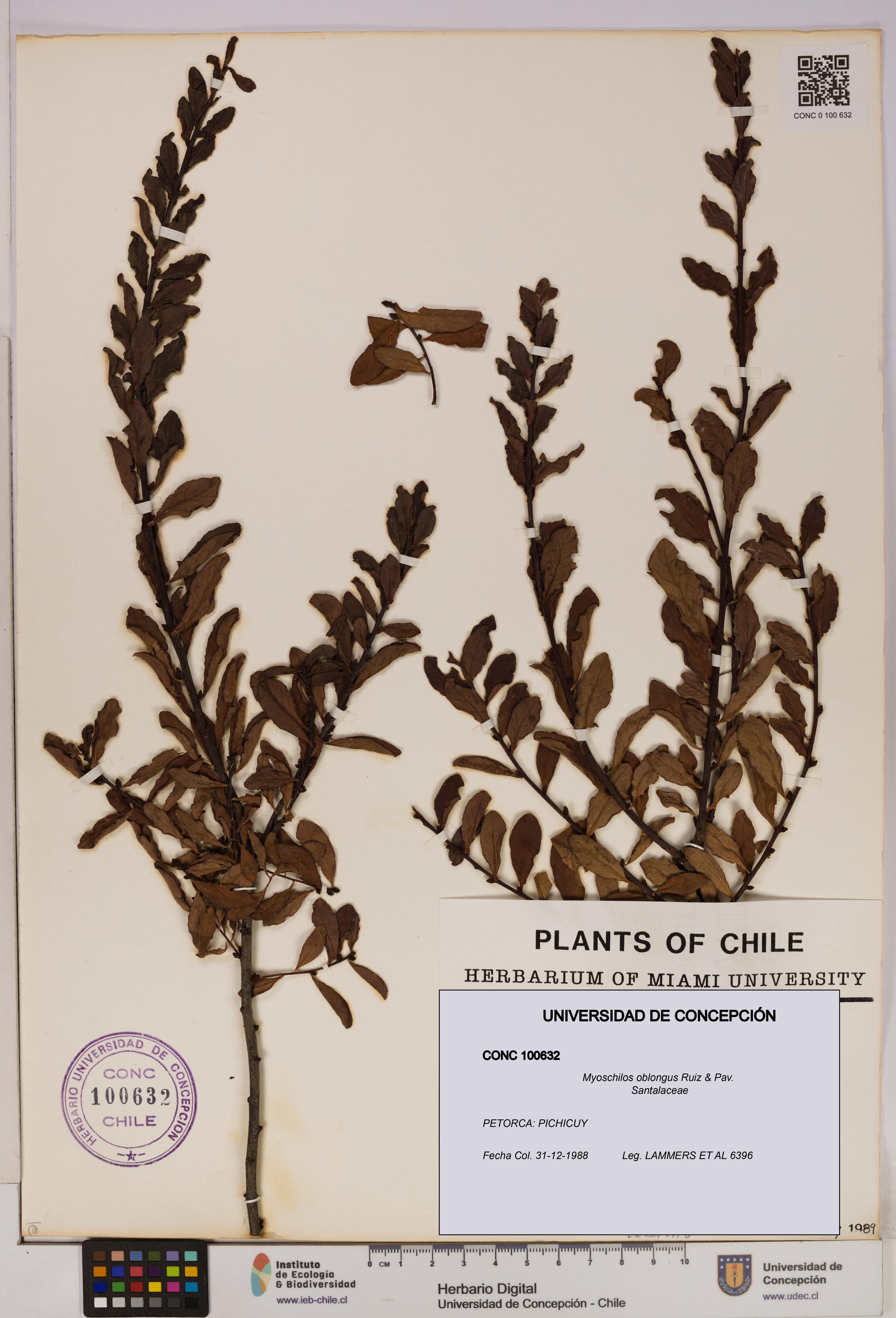 Myoschilos oblongus [Espécimen: UDEC:CONC:0100632]