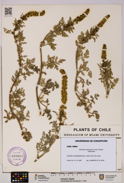 Ambrosia chamissonis [Espécimen: UDEC:CONC:0100644]