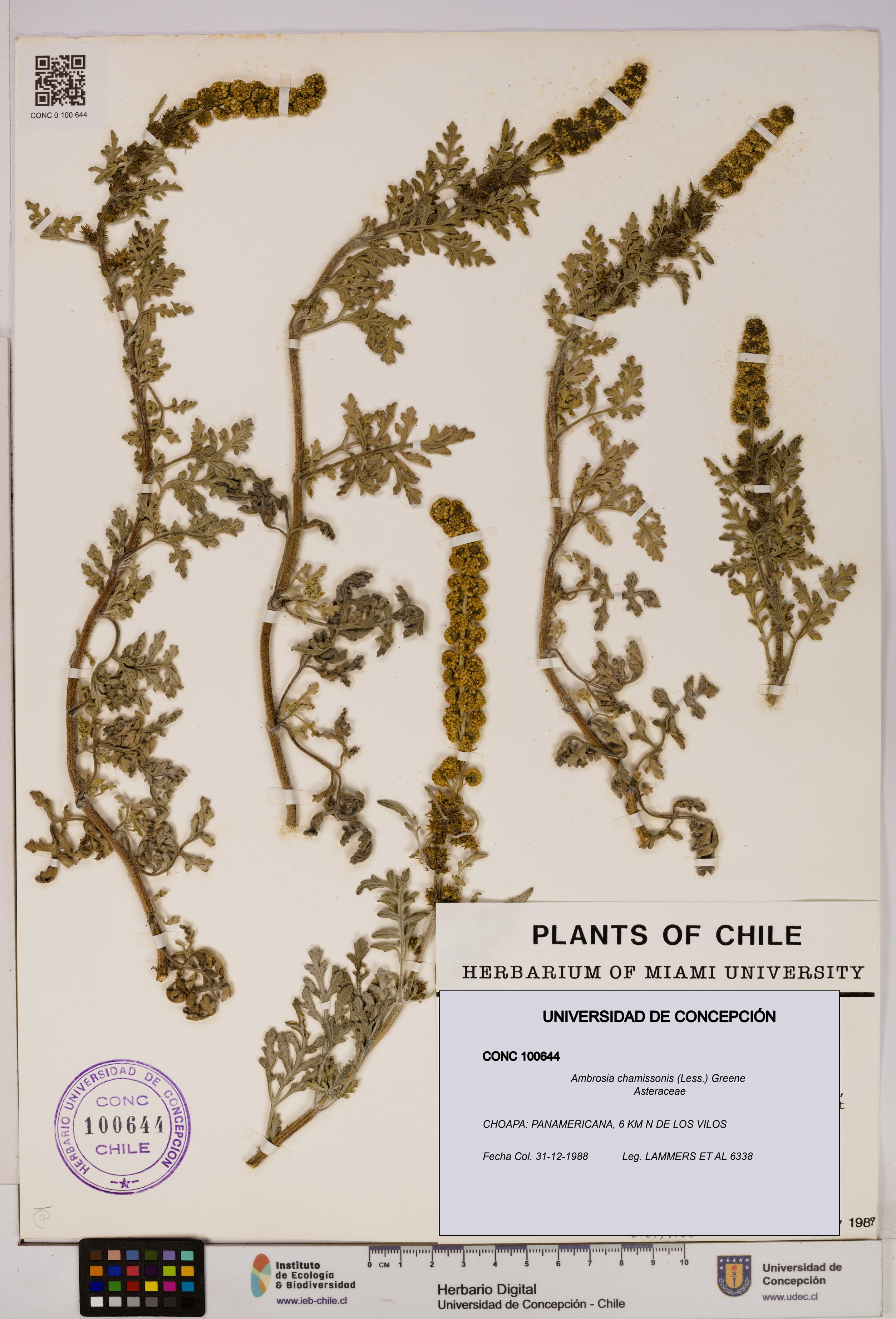 Ambrosia chamissonis [Espécimen: UDEC:CONC:0100644]